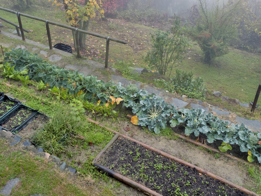 How to Protect Plants from Frost